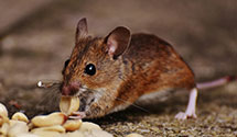 Lawn and Garden Pest Control